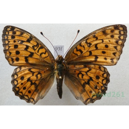 Argynnis adippe (Denis & Schiffermüller, 1775) female Dostojka adype Croatia93f